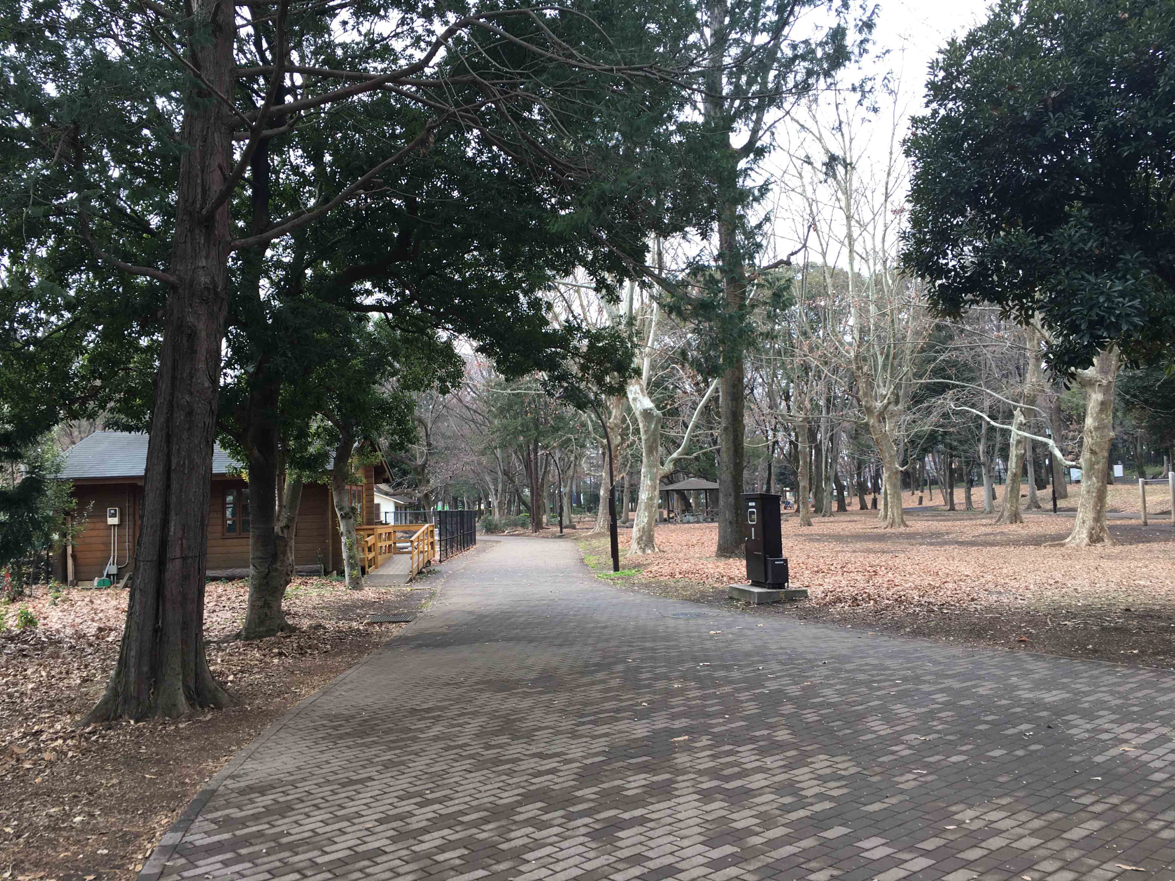 芦花公園の自然